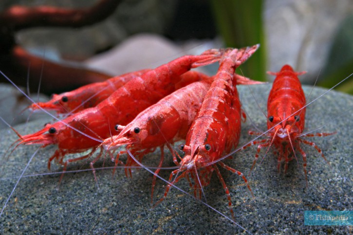 Gambas enanas de agua dulce Espèce : Gambas enanas de agua dulce