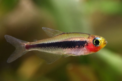 Tucanoichthys tucano Characidae