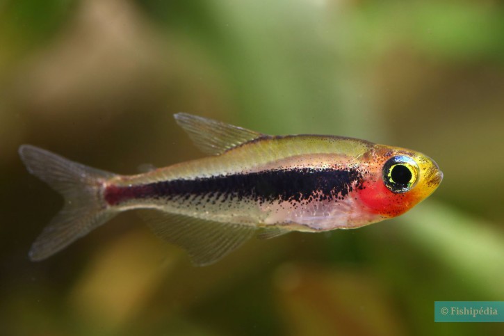 Tucanoichthys tucano