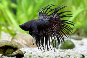 Betta splendens