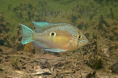 Biotodoma wavrini