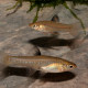 picture of Xenophallus umbratilis