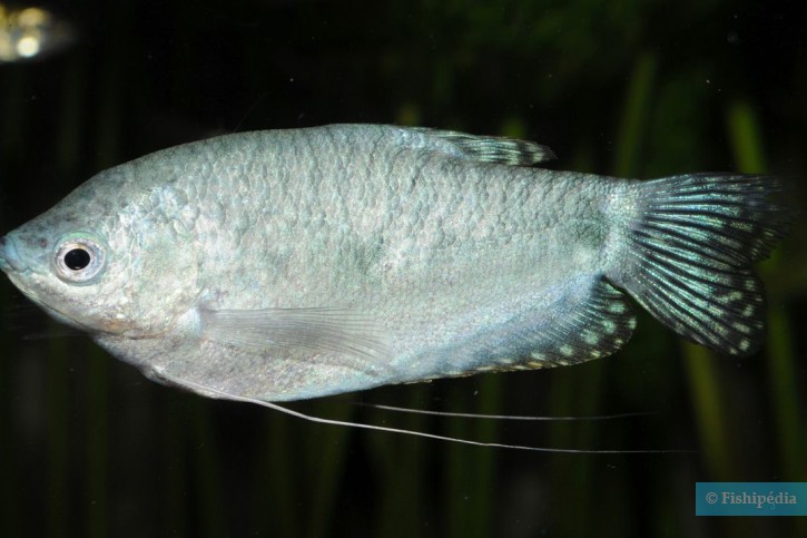Trichopodus trichopterus - gourami azul