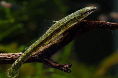 Ammocryptocharax elegans Crenuchidae