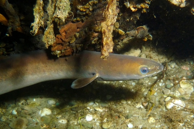 anguila europea