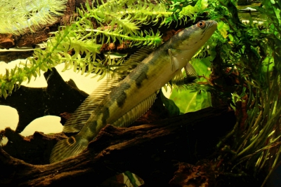 Channa marulioides