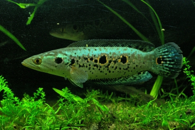 Channa pleurophthalma Channidae