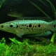 picture of Channa pleurophthalma