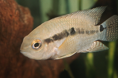 Cichlasoma bimaculatum Cichlidae