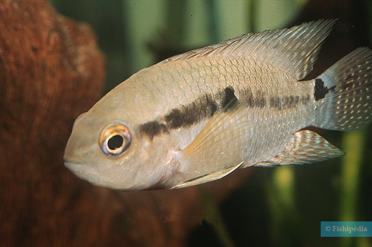 Cichlasoma bimaculatum