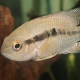 picture of Cichlasoma bimaculatum