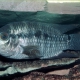 picture of Cichlasoma portalegrense