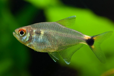 feu-de-position Characidae