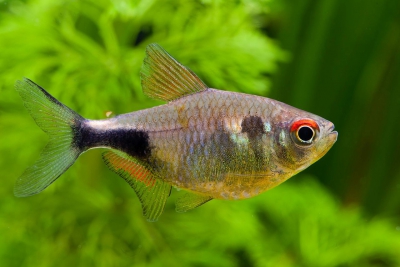tétra diamant Characidae