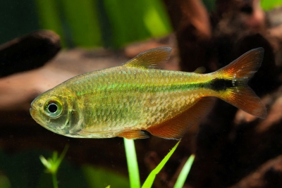 Hyphessobrycon anisitsi