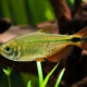 picture of Hyphessobrycon anisitsi