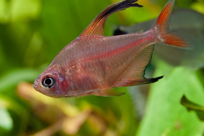 Hyphessobrycon jackrobertsi Characidae