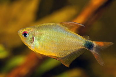 Hyphessobrycon heliacus Characidae