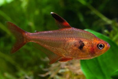 tetra fantasma rojo Characidae