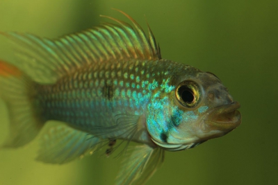 Apistogramma sp. "jurua" II Cichlidae