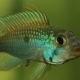 picture of Apistogramma sp. "jurua" II