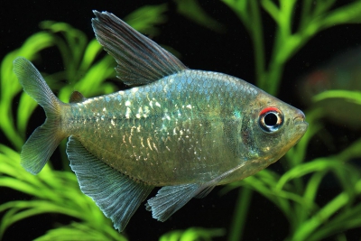 Moenkhausia pittieri Characidae