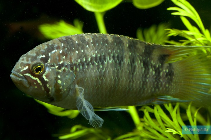 Découvrir la famille des Cichlidés