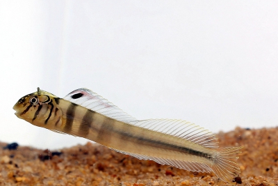 Omobranchus smithi Blenniidae
