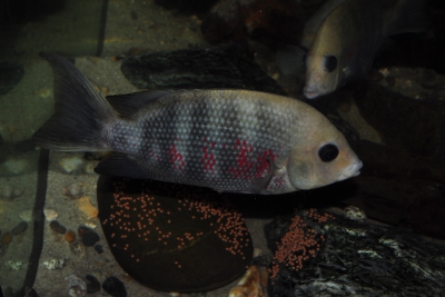 Paretroplus dambabe Cichlidae