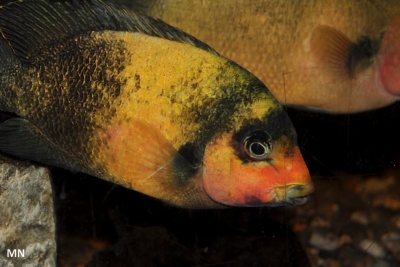Paretroplus damii Cichlidae
