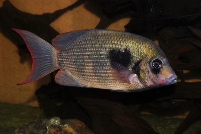 Paretroplus maculatus Cichlidae