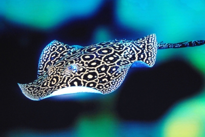 raie d'eau douce perlée Potamotrygonidae