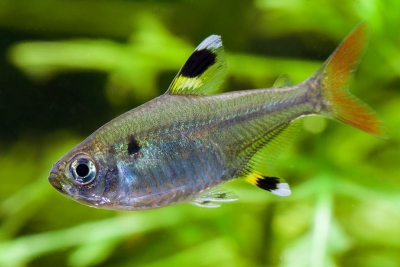 tetra rayos X Characidae