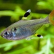 picture of Pristella maxillaris