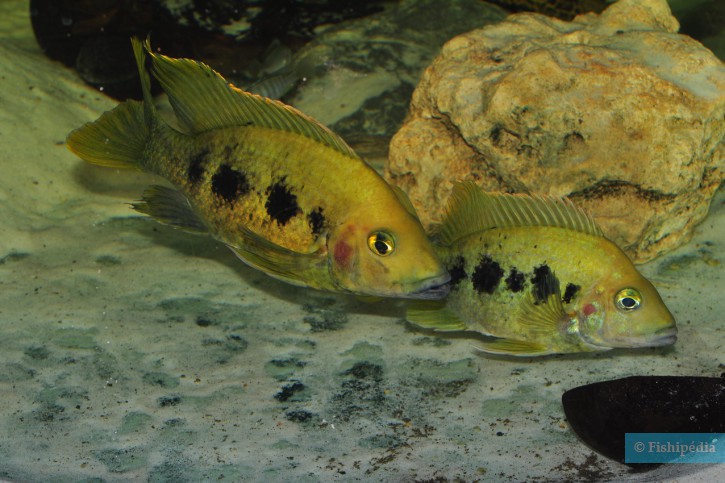 Ptychochromis grandidieri