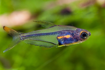 Trochilocharax ornatus Characidae
