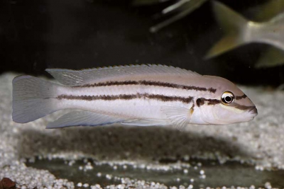Chalinochromis sp. bifrenatus