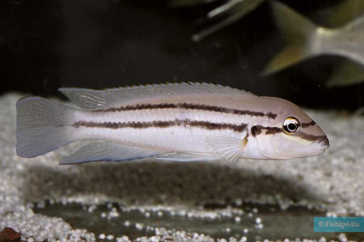 Chalinochromis sp. bifrenatus