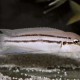 picture of Chalinochromis sp. bifrenatus