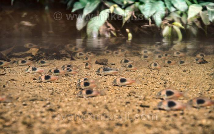 corydoras aeneus