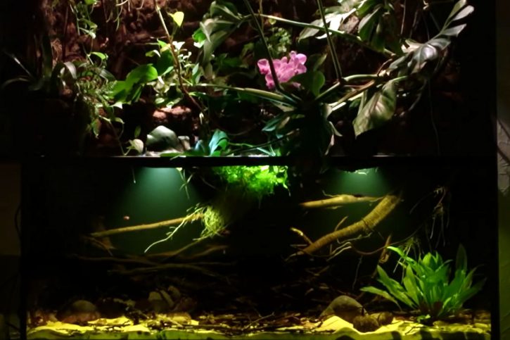 Le paludarium pour reproduire un biotope amazonien Le paludarium pour reproduire un biotope amazonien