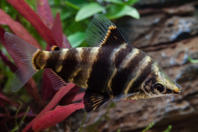 abramites marbré Anostomidae