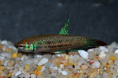 Betta imbellis