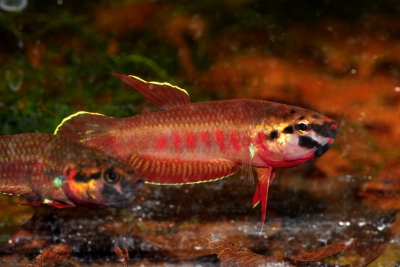 Betta rubra