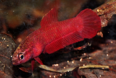 Betta rutilans Osphronemidae