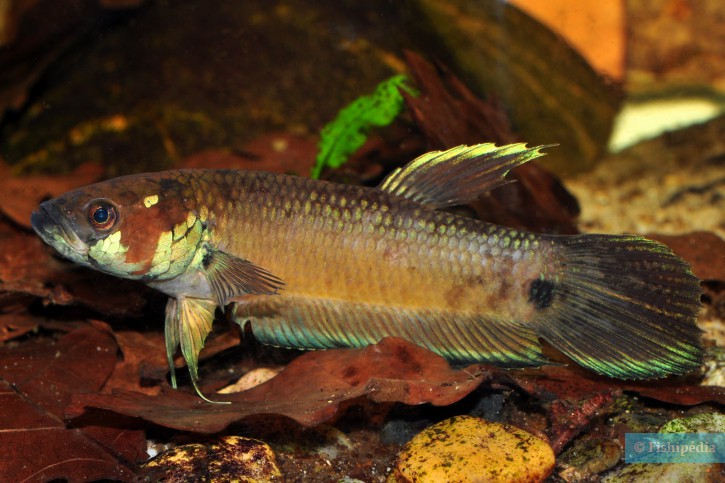 Betta unimaculata