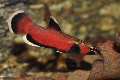 Betta albimarginata Osphronemidae