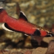 picture of Betta albimarginata