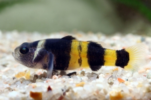 Brachygobius xanthozonus