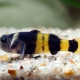 picture of Brachygobius xanthozonus